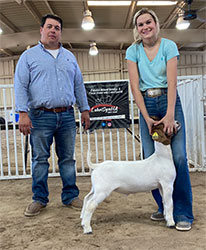 Texas Show Goat Results on Grandgoats.com